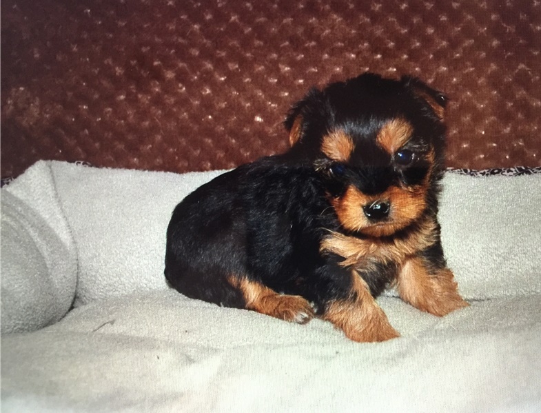Home raised yorkie puppies for rehoming Image eClassifieds4u