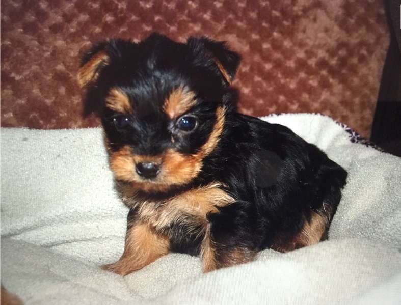 Home raised yorkie puppies for rehoming Image eClassifieds4u