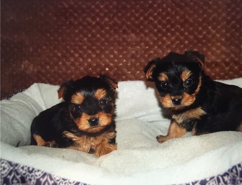 Home raised yorkie puppies for rehoming Image eClassifieds4u