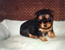 Home raised yorkie puppies for rehoming Image eClassifieds4u 2