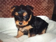 Home raised yorkie puppies for rehoming Image eClassifieds4u 1