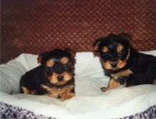 Home raised yorkie puppies for rehoming Image eClassifieds4u 3