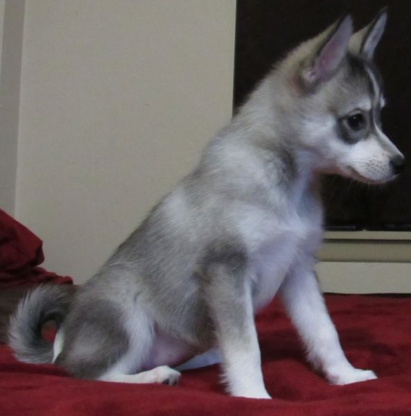 ~!~!Husky Puppies Available Image eClassifieds4u