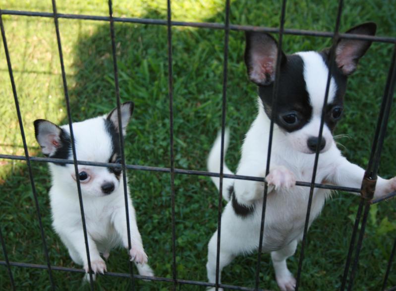 Male & Female Chihuahua* 11 Weeks old puppies* Image eClassifieds4u