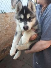 ~!~!Husky Puppies Available