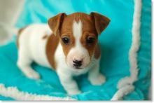 Adorable Little Jack Russell Puppies