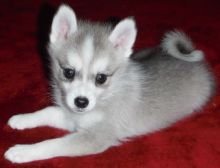 Beautiful Siberian Husky Puppy Available : (443) 203-8764 to choose which you want.