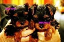 Georgous TEACUP Yorkshire Terrier Girls & Boys