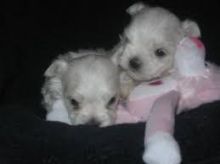 male and female maltese puppies for adoption