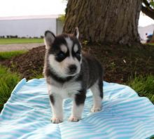 male and female Siberian husky puppies