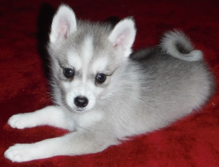 Beautiful Siberian Husky Puppy Available : (443) 203-8764 to choose which you want. Image eClassifieds4u