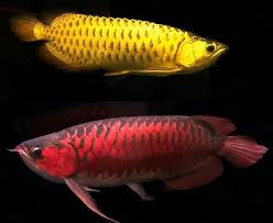 Top Quality Super Arowana Fish/Back Golden/Super Red/Red Tail Golden/Green variety Arowana Image eClassifieds4u