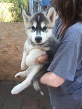 ~!~!Husky Puppies Available Image eClassifieds4u 2