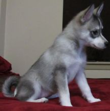 Two Siberian husky puppies want to look for a new home. 443) 203-8764 Image eClassifieds4u 1