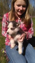 Two Siberian husky puppies want to look for a new home. 443) 203-8764 Image eClassifieds4u 2