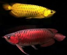 Top Quality Super Arowana Fish/Back Golden/Super Red/Red Tail Golden/Green variety Arowana Image eClassifieds4U