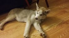Outstanding Black and white blue eyes Siberian husky puppies text 443) 203-8764 Image eClassifieds4u 2