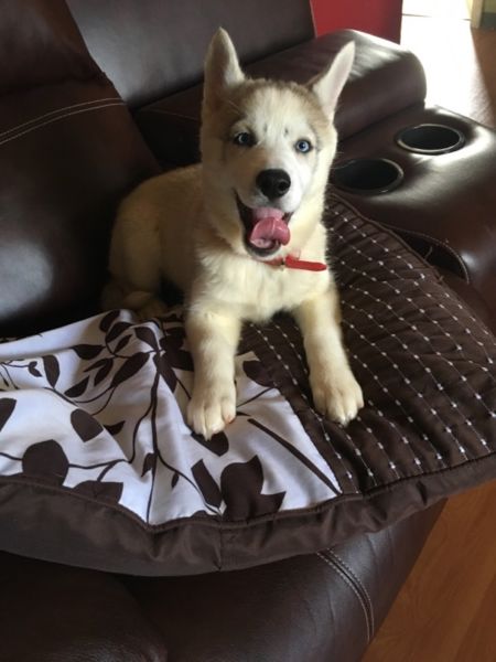 Outstanding Black and white blue eyes Siberian husky puppies text 443) 203-8764 Image eClassifieds4u