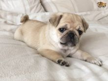 Playful Pug Puppies To loving Home
