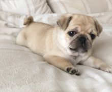 Two Beautiful Pug Puppies Available