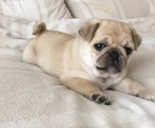 Lovely Pug puppies available Call or Text at ..(204) 500-9310.. Image eClassifieds4U