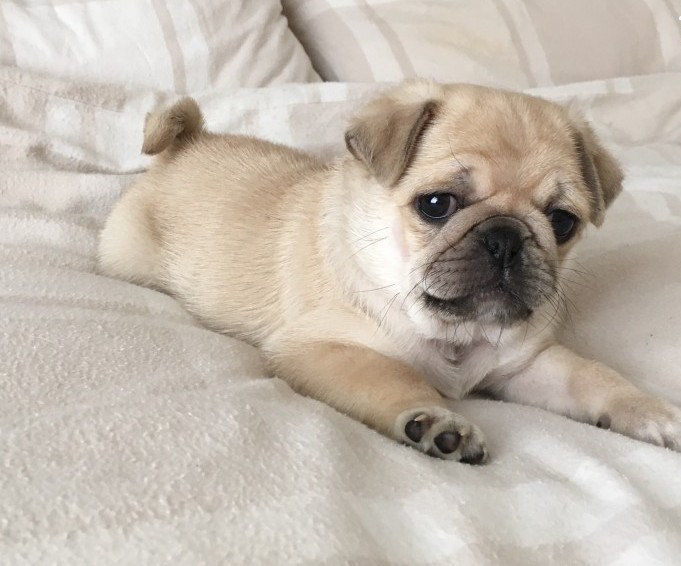 Sweet and Playful Pug Puppies Available..Email: westlyscott9@gmail.com . Image eClassifieds4u