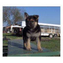 Adorable and Healthy Male and Female German Shepard