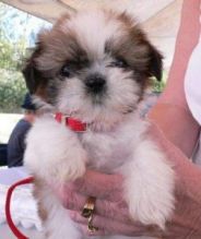 Adorable Shih Tzu puppies ready for adoption