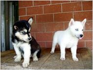 AKC Husky Puppies
