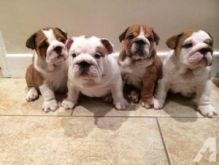 Akc registered English Bulldog puppies