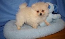 blue eyed Pomeranian Puppies Available Now!!!!
