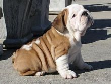 Cute Purebred English Bulldog