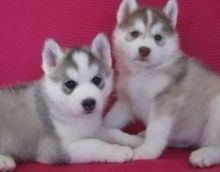 gracious Registered siberian husky Puppie