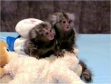 Hand Raised Pygmy Marmoset Monkey for Sale