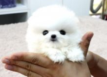 Priceless White Pomeranian Puppy For Adoption