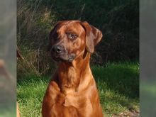 Rhodesian Ridgeback Puppies ready for new home