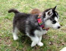 siberian husky Puppies Now Ready