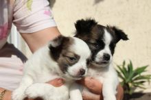Two Chihuahua Puppies For Free Re-homing