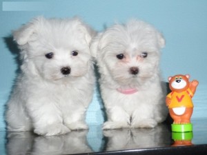 Adorable Tea-Cup Maltese Image eClassifieds4u