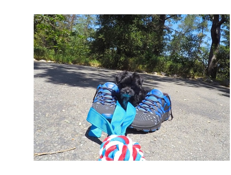 Awesome T-Cup Maltese Puppies Available Image eClassifieds4u