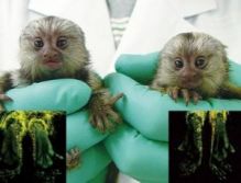 adorable marmosets Babies Ready For their new homes for adoption Image eClassifieds4U