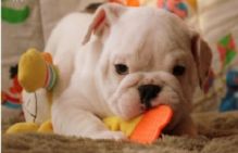 English Bulldog 12 Weeks Old Puppies *Males And Female With Papers In Hand* Image eClassifieds4U