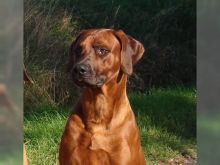 Rhodesian Ridgeback Puppies ready for new home Image eClassifieds4u 1