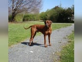 Rhodesian Ridgeback Puppies ready for new home Image eClassifieds4u 2