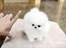 TEACUP POMERANIAN PUPPIES FOR ADOPTION** Image eClassifieds4U