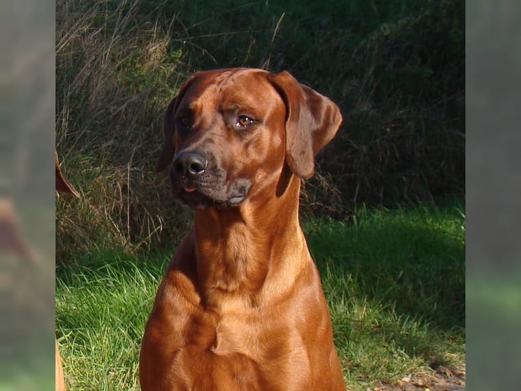 Rhodesian Ridgeback Puppies ready for new home Image eClassifieds4u
