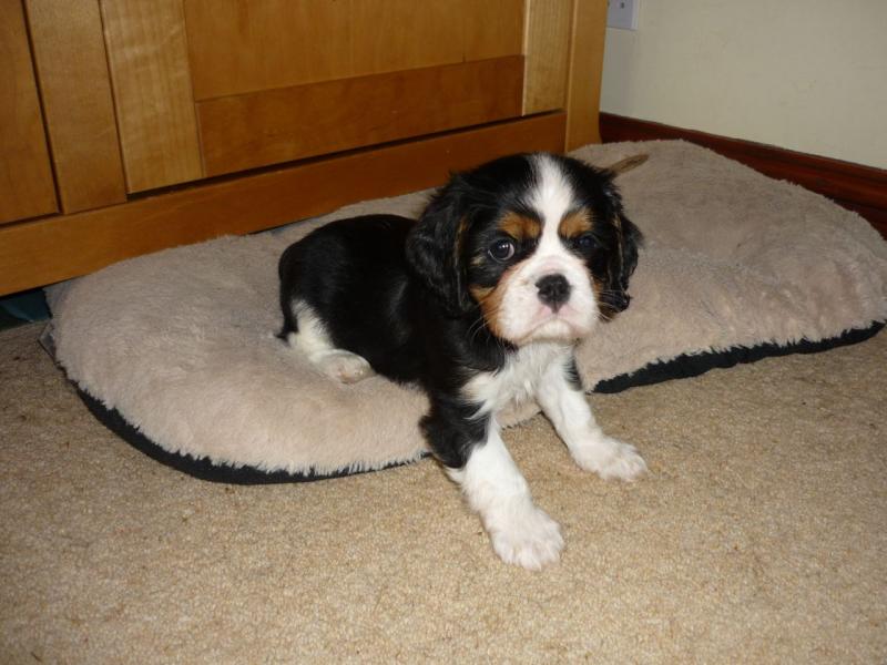Cavalier King Charles Spaniel Puppies Image eClassifieds4u