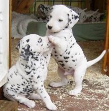 Black And White Dalmatian puppies for sale