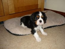 Cavalier King Charles Spaniel Puppies