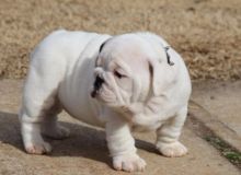 Gorgeous British bulldog puppies .